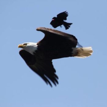 eagle&blackbird